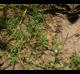 Polypremum procumbens
