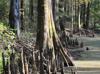 Taxodium distichum