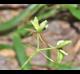 Trepocarpus aethusae