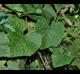 Vitis cinerea