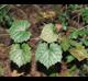 Vitis rotundifolia