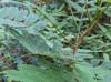 Albizia julibrissin