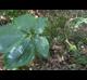 Arisaema triphyllum