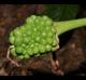 Arisaema triphyllum