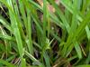 Carex abscondita