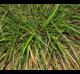Carex floridana