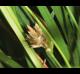 Carex floridana
