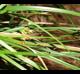 Carex floridana