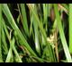 Carex floridana