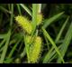 Carex frankii