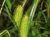 Carex frankii