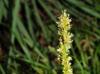 Carex muehlenbergii