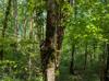Carpinus caroliniana