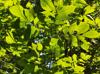 Carya glabra