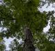 Carya ovata