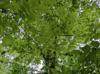 Carya tomentosa