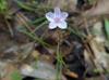 Claytonia virginica