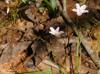 Claytonia virginica