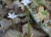 Claytonia virginica