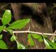 Crataegus brachyacantha