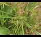 Cyperus strigosus