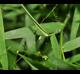 Dichanthelium dichotomum