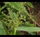 Dichanthelium scoparium