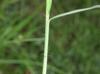 Digitaria ciliaris