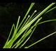 Eleocharis obtusa