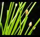 Eleocharis obtusa