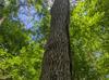 Fraxinus americana