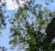 Fraxinus americana
