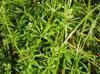 Galiuim aparine