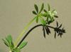 Galiuim aparine