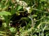 Gamochaeta pensylvanica