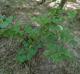 Hamamelis virginiana