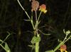 Helenium flexuosum