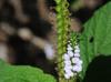 Heliotropium indicum