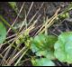 Hydrocotyle verticillata