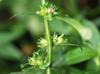 Hydrolea uniflora