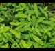 Hypericum mutilum