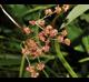 Juncus marginatus