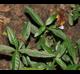 Justicia ovata