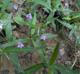 Justicia ovata