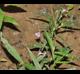 Justicia ovata
