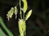 Leersia lenticularis
