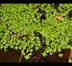 Lemna aequinoctialis