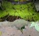 Lemna aequinoctialis