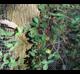 Lonicera japonica