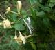 Lonicera japonica